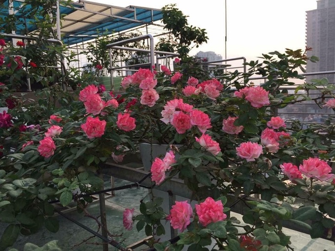 Ngắm khu vườn đủ loại rau quả sum sê rộng hơn 100m2 trên mái nhà chỉ với 100 triệu đầu tư thiết kế của gia đình Hà thành quanh năm không phải mua rau quả bên ngoài - Ảnh 1. Ngắm khu vườn đủ loại rau quả sum sê rộng hơn 100m2 trên mái nhà chỉ với 100 triệu đầu tư thiết kế của gia đình Hà thành quanh năm không phải mua rau quả bên ngoài - Ảnh 1.