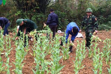 Cao Bằng phát hiện vườn thuốc phiện hơn 3.000 cây