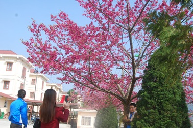 Du xuân Sa Pa ngắm hoa anh đào Nhật Bản