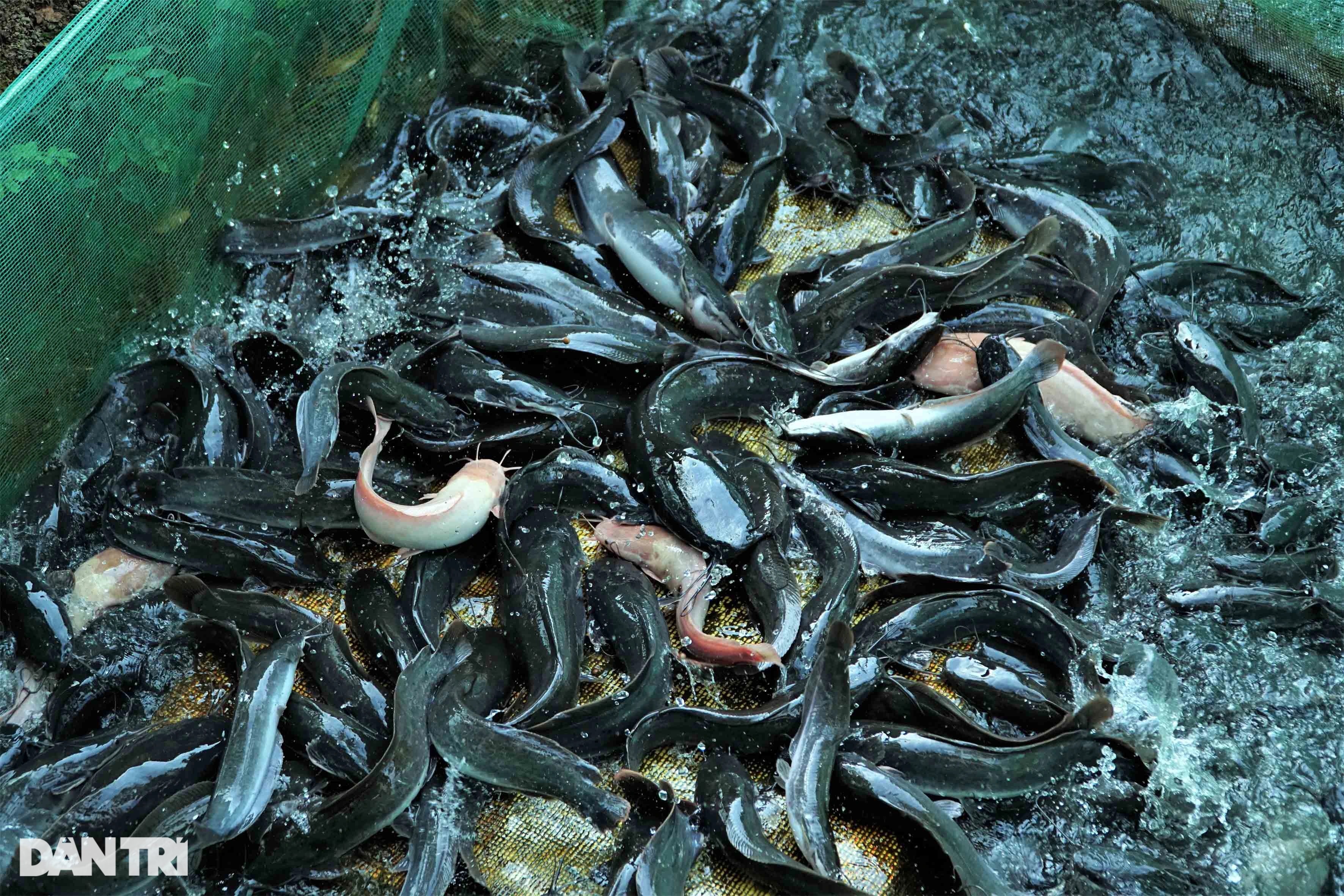 Xem vua xiếc cá cho hàng nghìn con cá trê vượt cạn giành thức ăn - 2 Xem vua xiếc cá cho hàng nghìn con cá trê vượt cạn giành thức ăn - 2