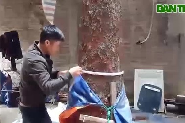 Chuỗi ngày không ngủ của ông chủ ngôi nhà gỗ 30 tỷ vừa tậu cặp cây khủng