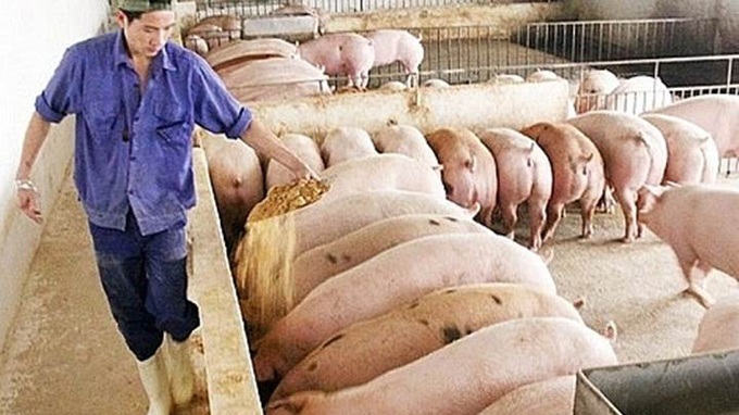 Giá lợn hơi hôm nay 12/11: Đi ngang so với hôm qua - Ảnh 1. Giá lợn hơi hôm nay 12/11: Đi ngang so với hôm qua - Ảnh 1.