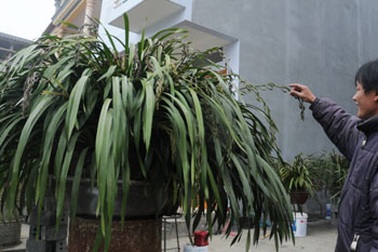2 chậu địa lan “khủng” 100 cành cùng nở, giá 100 triệu đồng