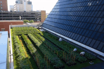 Choáng với trang trại trên nóc nhà bệnh viện, mỗi năm thu hoạch 27 tạ rau