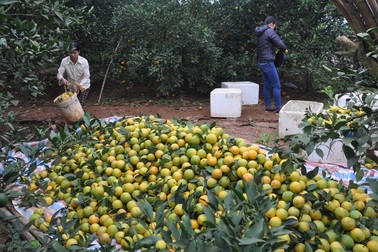 Cam Việt mất giá vì cam Úc, cam Mỹ