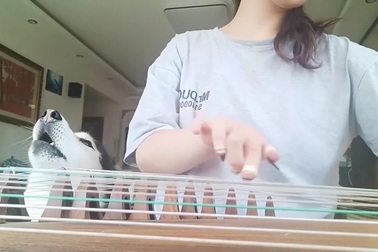 Chú chó Husky "cất tiếng hát" khi chủ đánh đàn