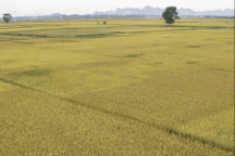 Ngắm đồng lúa "thẳng cánh cò bay" trong mùa gặt ở ngoại thành Hà Nội