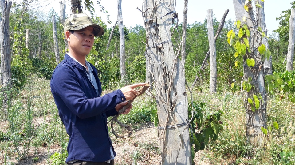 Thủy điện chặn dòng, hàng trăm héc ta hoa màu nguy cơ chết khô - 4 Thủy điện chặn dòng, hàng trăm héc ta hoa màu nguy cơ chết khô - 4