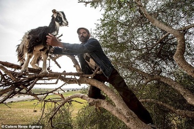 "Vạch trần" sự thật gây sốc về đàn dê biết leo cây thoăn thoắt như khỉ