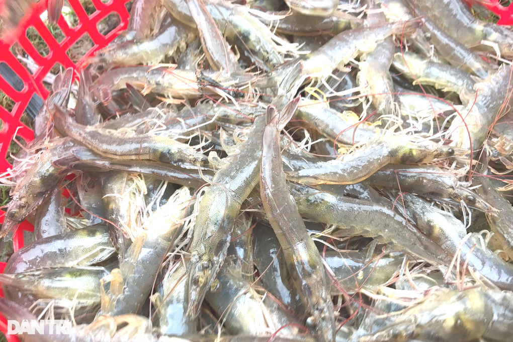 Mất hơn 500 triệu đồng sau đợt mưa hiếm thấy - 6 Mất hơn 500 triệu đồng sau đợt mưa hiếm thấy - 6
