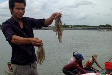 Giá tôm sú tăng cao, người nuôi vẫn e dè