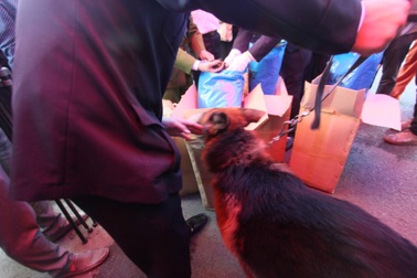 Chó nghiệp vụ tham gia mở container chứa ma túy cực độc