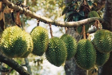 Đến nơi một trái sầu riêng có thể lên giá tới 730 triệu/trái