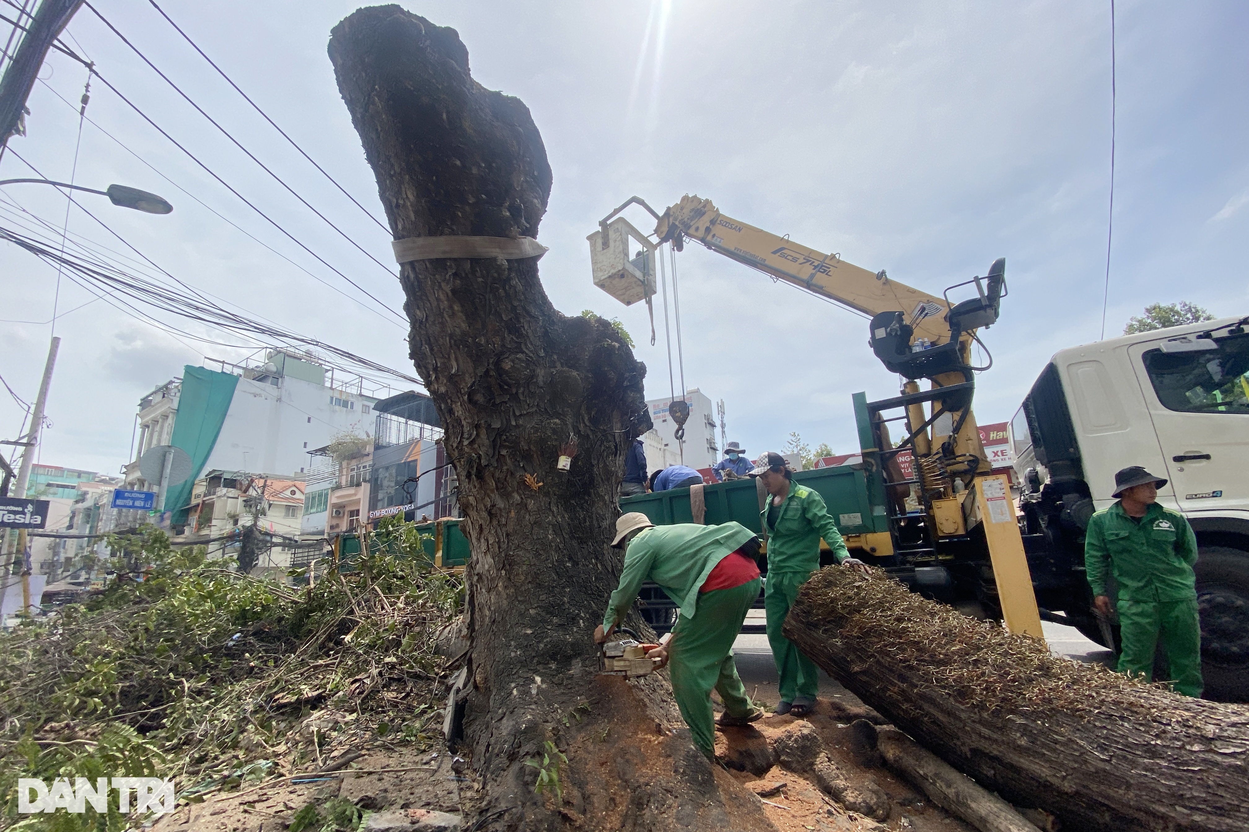 People in Ho Chi Minh City regret the tree-lined streets - 2