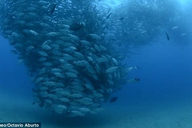 Độc đáo cảnh hàng nghìn con cá tạo thành “lốc xoáy” dưới biển