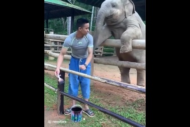 Chú voi tinh nghịch thích trêu chọc nhân viên vườn thú