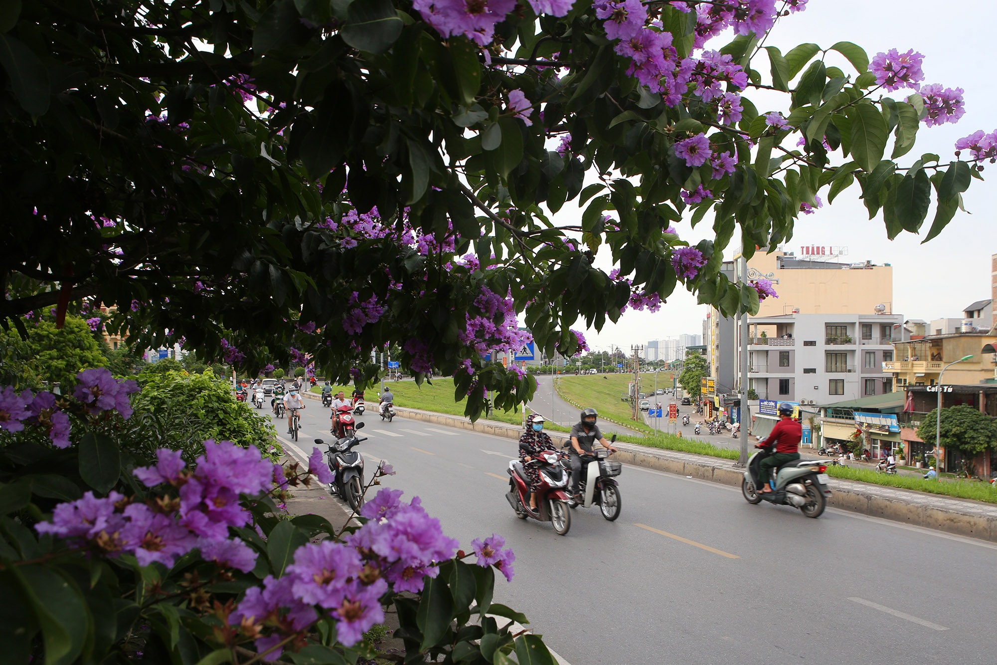 Ngắm hoa bằng lăng nở tím trời Hà Nội - 1 Ngắm hoa bằng lăng nở tím trời Hà Nội - 1