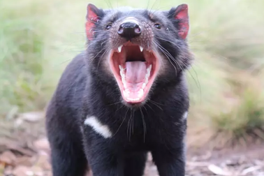 "Quỷ Tasmania" trở lại lục địa Úc sau 3.000 năm biến mất