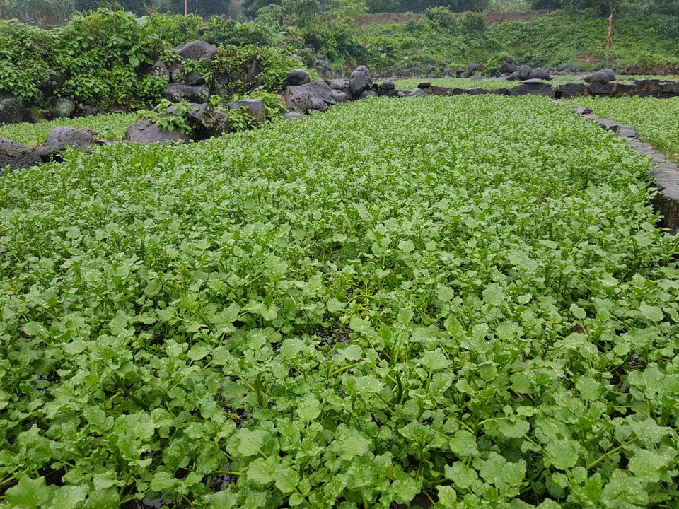 Người dân trồng rau đặc sản vùng giếng cổ lo thất thu vụ rau Tết - 2 Người dân trồng rau đặc sản vùng giếng cổ lo thất thu vụ rau Tết - 2