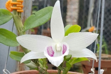 "Chưa nhận được thông tin chủ vườn lan "ôm" 200 tỷ đồng rồi bỏ trốn"