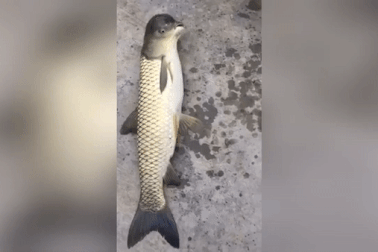 Sinh vật lạ “thân cá, đầu chim” gây xôn xao dư luận Trung Quốc