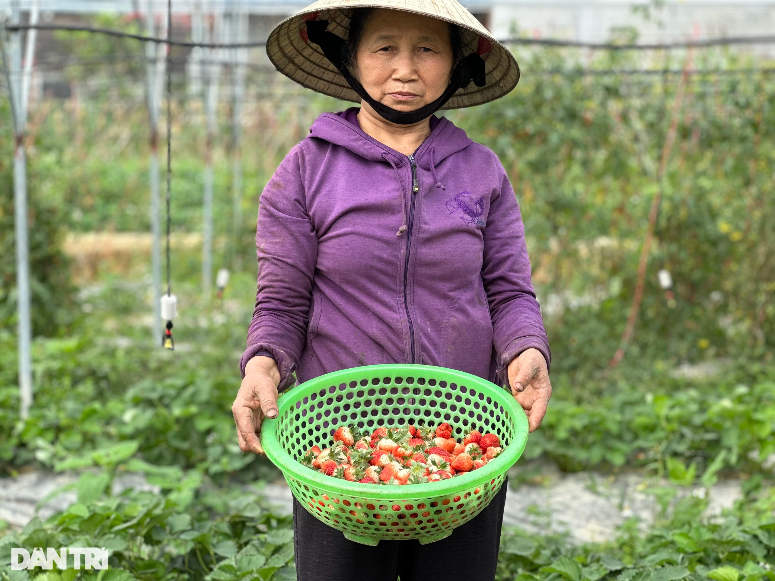 Chàng trai trẻ bôn ba nhiều nước, về quê bắt vùng đất hoang hóa đẻ tiền - 4