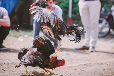 Cảnh sát tử vong khi bị gà chọi tấn công