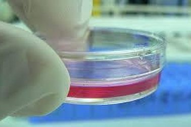 Tìm ra thuốc kháng sinh tự nhiên của mầm bệnh