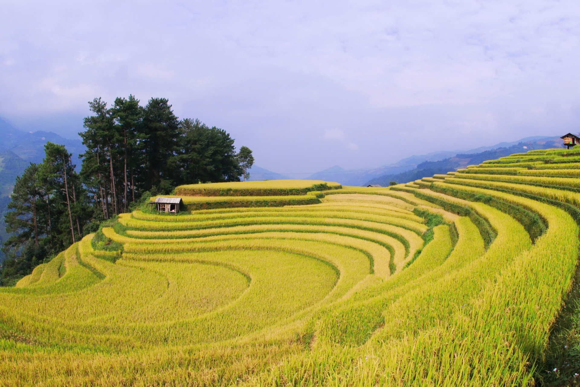 Mùa vàng trên những thửa ruộng bậc thang ở Mù Cang Chải - 3