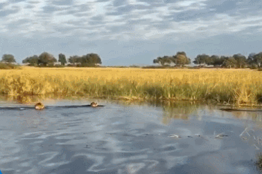 Nổi bật tuần qua: Sư tử đực liều mình cứu đồng loại khỏi hàm cá sấu