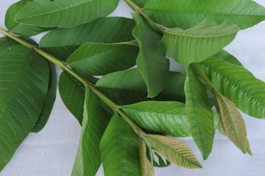 Uống nước lá ổi có tác dụng gì?