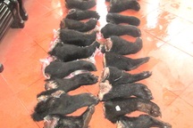 Hành khách vứt 22 chân, tay gấu bỏ trốn