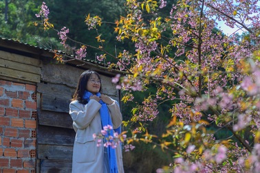 Du khách thích thú check-in rừng mai anh đào ở Lâm Đồng