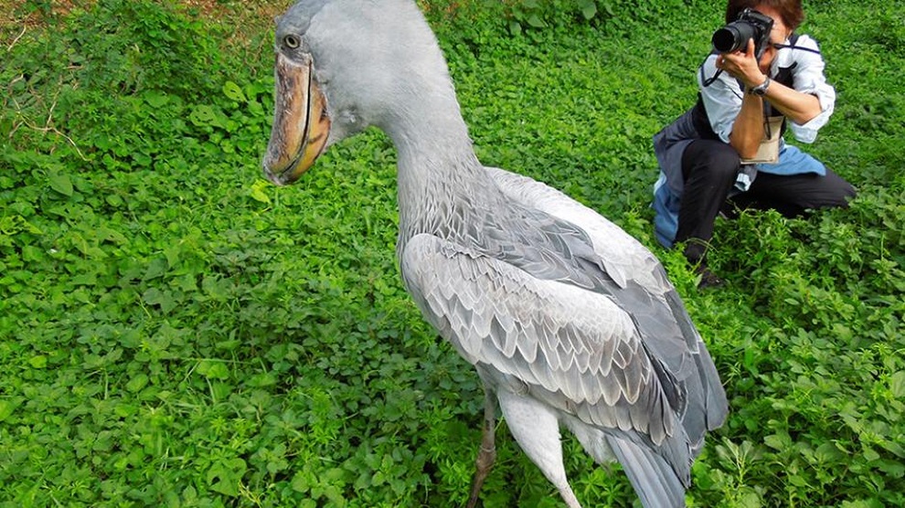 Choáng với loài cò khủng chuyên săn... cá sấu, rắn, rùa - 2 Choáng với loài cò khủng chuyên săn... cá sấu, rắn, rùa - 2