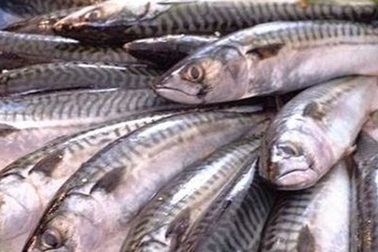 Huế: Tồn kho gần 500 tấn cá biển, doanh nghiệp kêu cứu