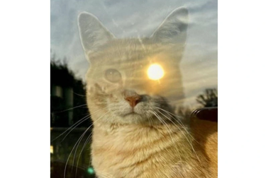 Thư giãn trong ngày đầu năm Quý Mão với loạt ảnh đánh lừa thị giác hài hước