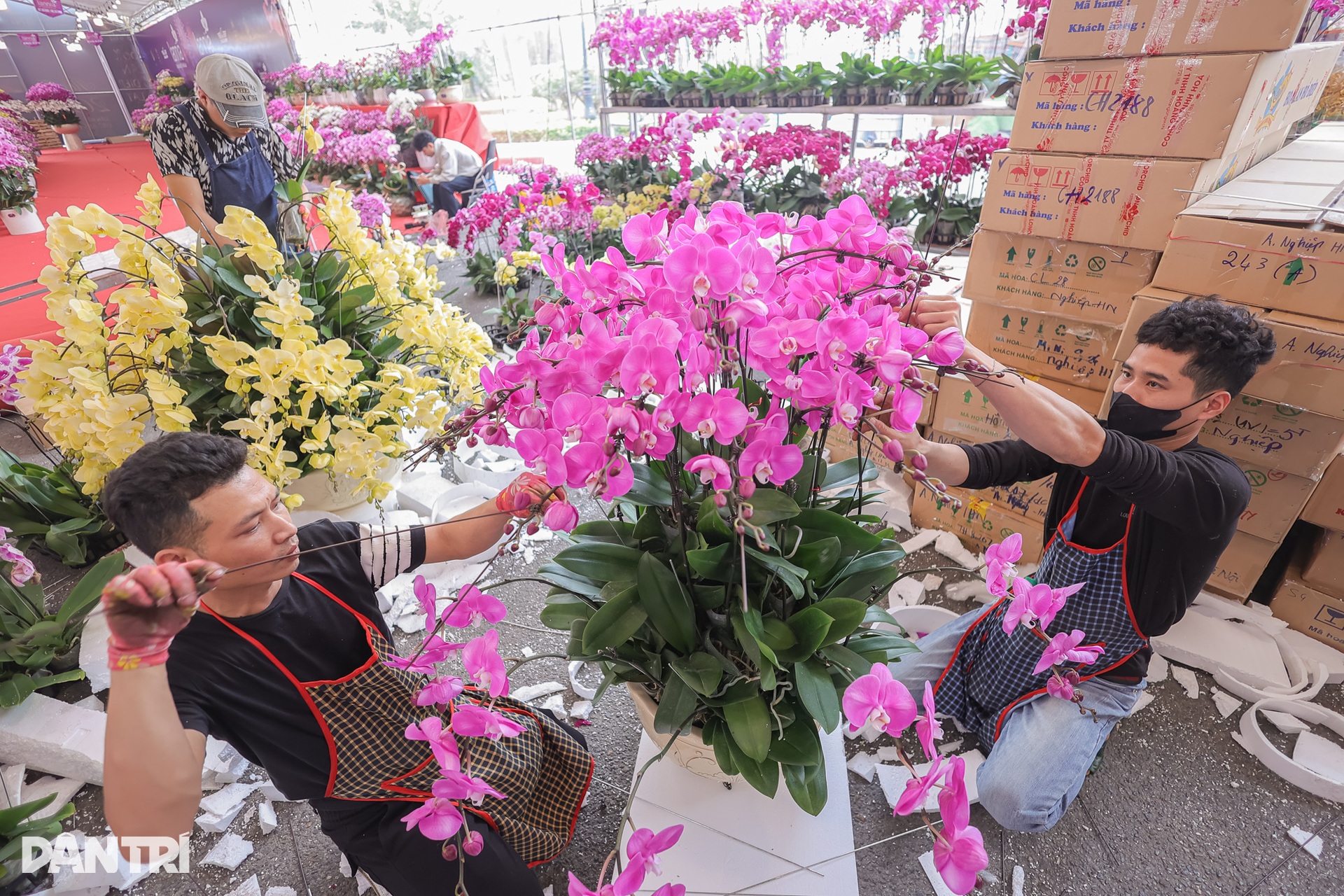 Chậu lan hồ điệp nghìn cành, nặng hơn 1 tấn có giá bán 3,8 tỷ đồng - 8 Chậu lan hồ điệp nghìn cành, nặng hơn 1 tấn có giá bán 3,8 tỷ đồng - 8