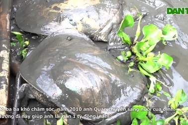 8X Tây Đô nuôi "cua 4 chân" trúng đậm, lãi cả tỷ đồng mỗi năm