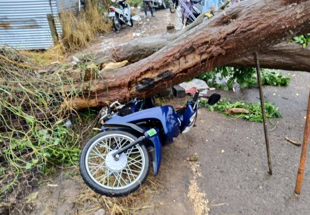 Cây gỗ lớn đổ xuống đường, đè bẹp xe máy - 1 Cây gỗ lớn đổ xuống đường, đè bẹp xe máy - 1