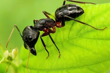 Hy hữu: Lấy ống hút nước, người đàn ông bị nhiều con kiến lọt sâu vào miệng