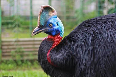 Loài chim như "đô vật" nguy hiểm nhất thế giới