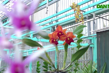 Trồng lan trên mái nhà, kiếm ngon 40 triệu đồng/tháng