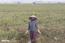 Nông dân mất trắng vụ lúa vì bão số 5