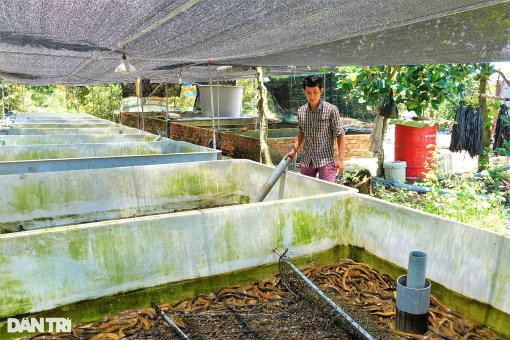 Cú lội ngược dòng cực đỉnh của 9X Tây Đô, hốt bạc tỷ nhờ nuôi lươn Vietgap - 1 Cú lội ngược dòng cực đỉnh của 9X Tây Đô, hốt bạc tỷ nhờ nuôi lươn Vietgap - 1