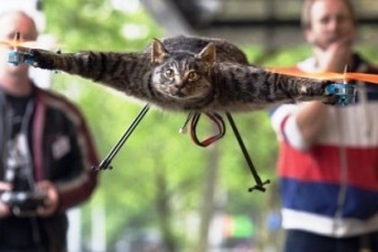 Biến mèo chết thành… máy bay trực thăng