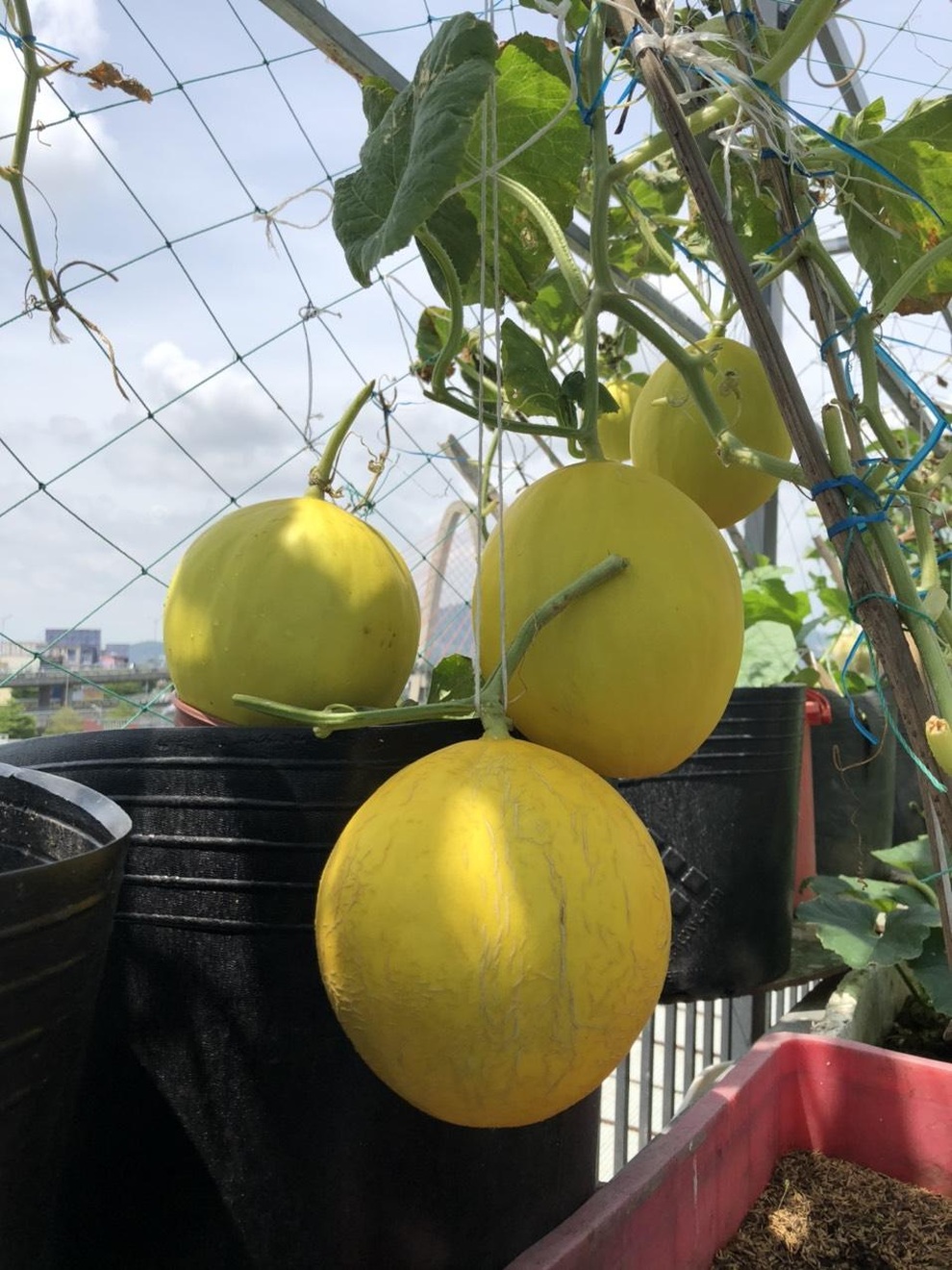 Cặm cụi vác đất lên tầng 5, mẹ đảm Đà Nẵng có vườn rau trái 100m2 - 9