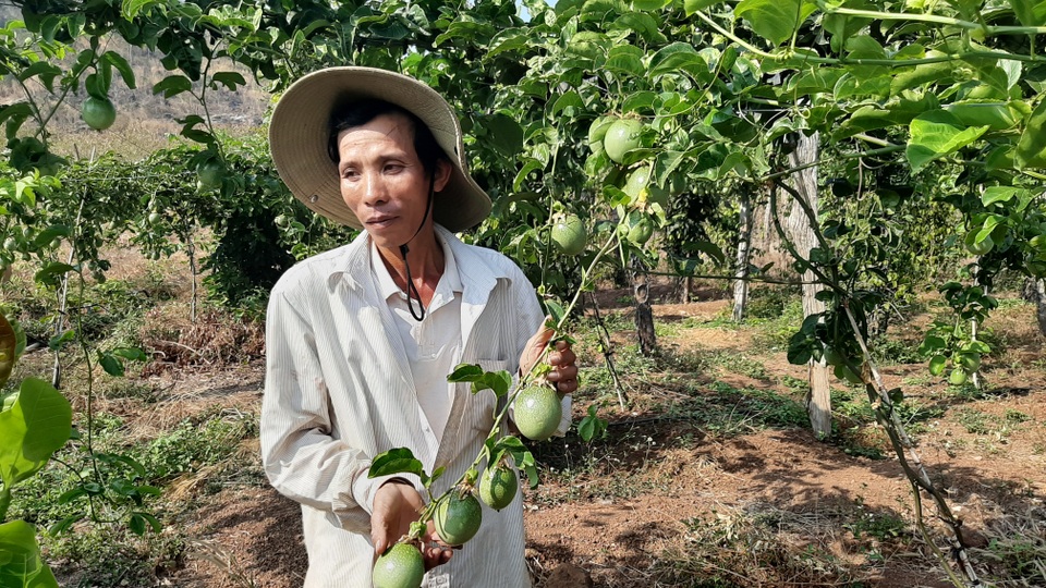 Người dân “khóc ròng” vì mua phải giống chanh dây “dỏm” - 1 Người dân “khóc ròng” vì mua phải giống chanh dây “dỏm” - 1