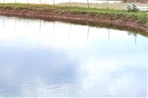 Hai cha con tử vong dưới ao tôm