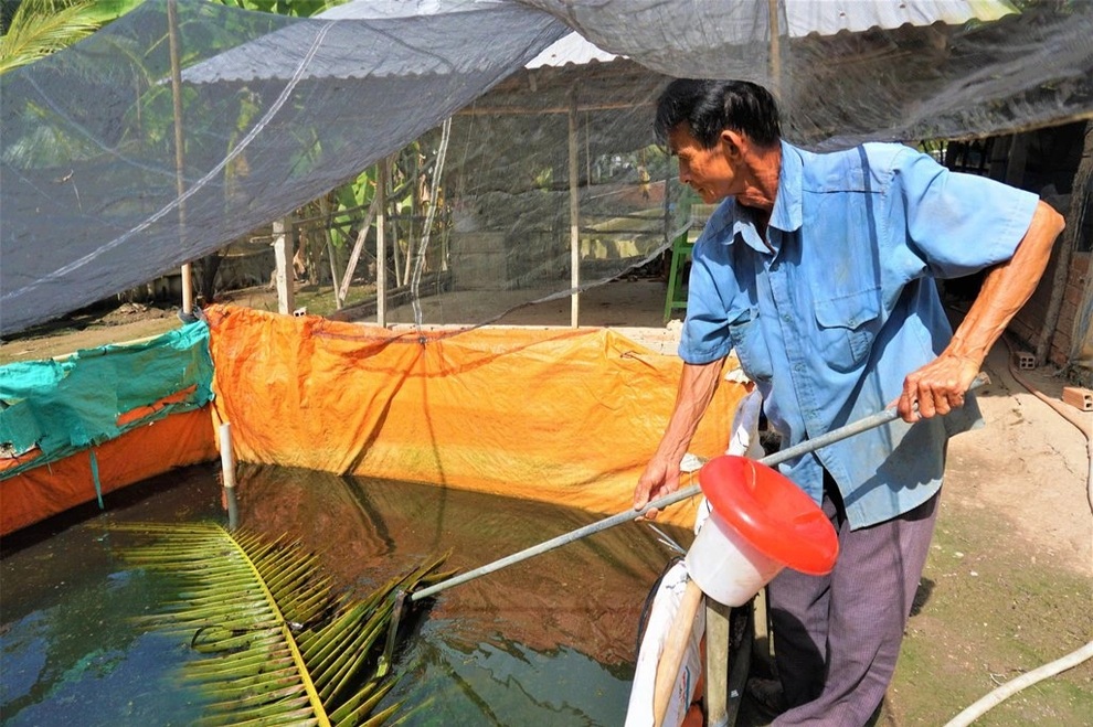 Lão nông Hậu Giang kể bí quyết nuôi ba ba thu lợi nhuận cao - 3