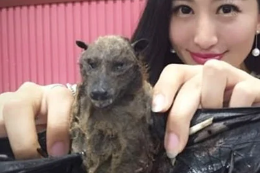 “Hot girl” mạng xã hội gây phẫn nộ vì video ăn thịt dơi trong bối cảnh virus corona đang lây lan